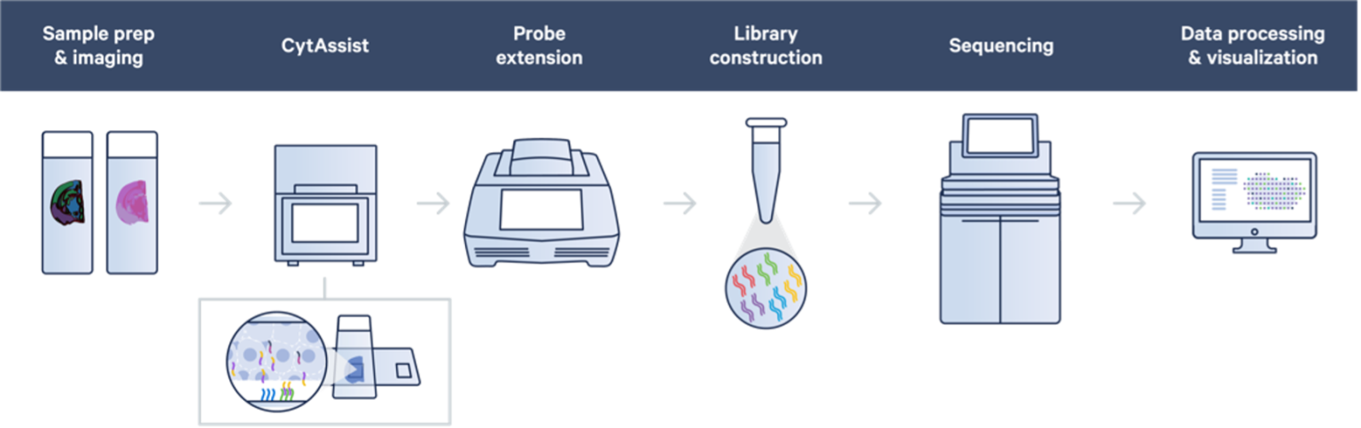 Sequencing-Based Spatial Transcriptomics On The 10x Genomics Visium ...