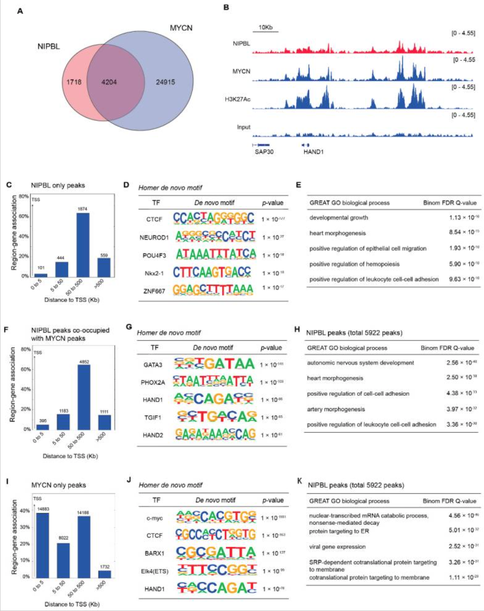 Figure 4 showing NIPBL and MYCN co-occupancy at enhancers in neuroblastoma with overlap analysis, genome-browser tracks, motif enrichment, and GO summaries