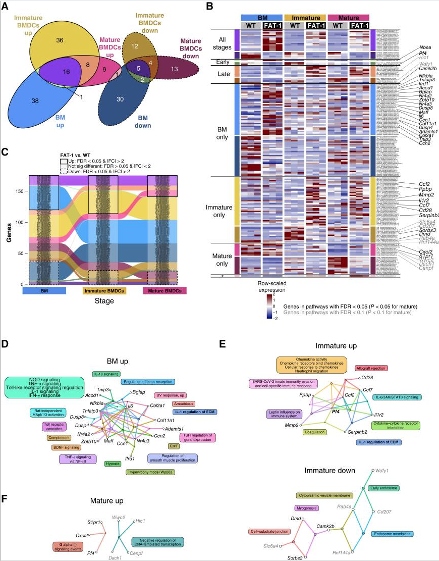 Figure 6 showing stage-specific and shared differential-expression patterns between FAT-1 and wild-type dendritic cell conditions