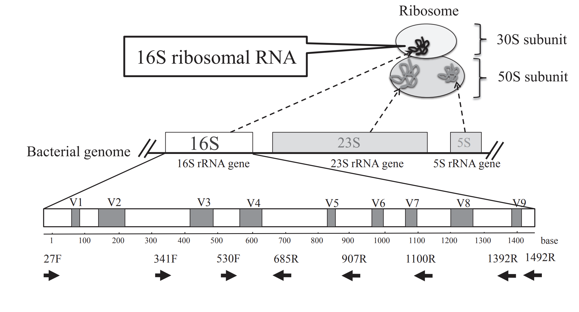 16S rRNA from Fukuda et al. 2016